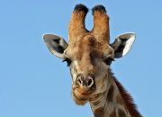 Віктор Скапоущенко фотография #25 (источник - https://vk.com/id16548189)