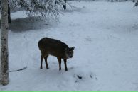 Анна Маркина фотография #32 (источник - https://vk.com/id1434636)