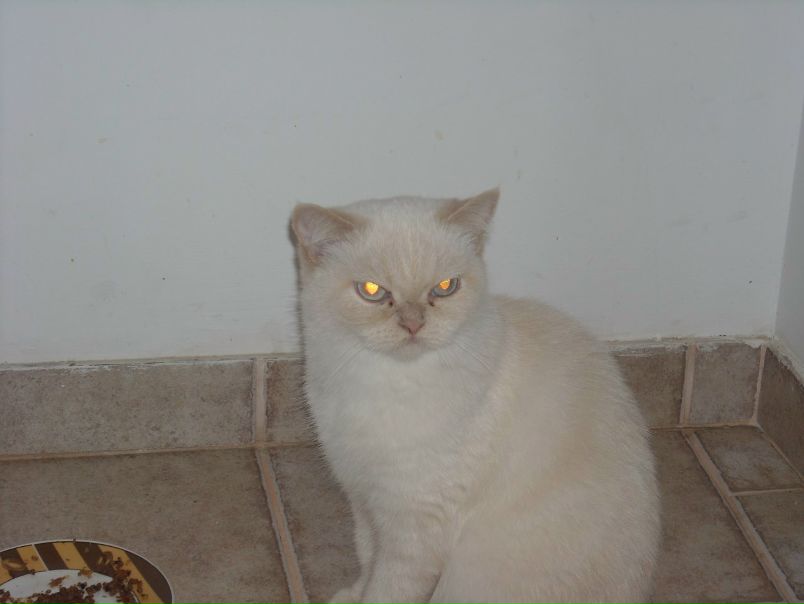 Софія Лицур фото №44