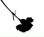 Фотография Суворовой Елены