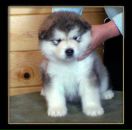 Фотография Никитиной Анастасии