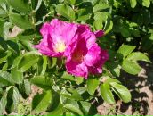 Андрей Прокопенко фотография #49 (источник - https://vk.com/id3533194)