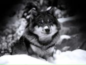 Фотография Городишенина Алексея