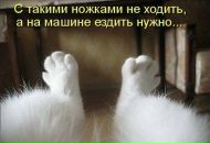 Фотография Шевляков Максим