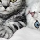 Наталія Олійник фотография #39 (источник - https://vk.com/id85387598)