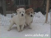 Діма Нікітін фотография #47 (источник - https://vk.com/id38752740)