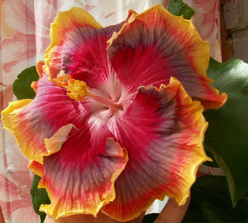 Natali N фотография #40