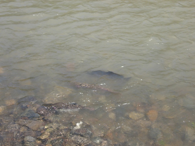 Иван Баянкин фотография #44