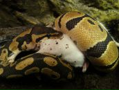 Фотография Коннова Андрея