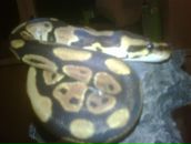 Фотография Коннова Андрея