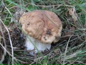 Маряна Сокіл фотография #28 (источник - https://vk.com/id8316949)