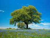 Фотография Корчагиной Ирины