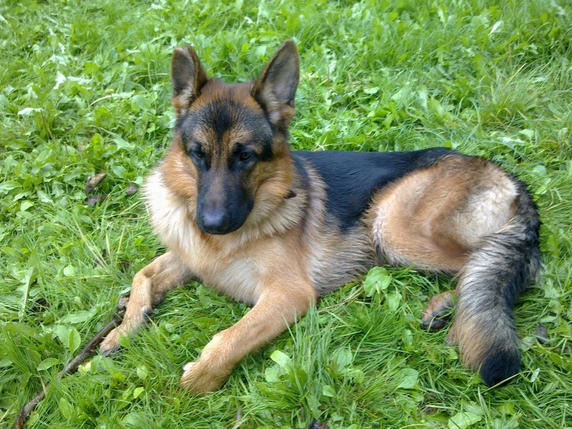 Руслан Алиев фотография #45