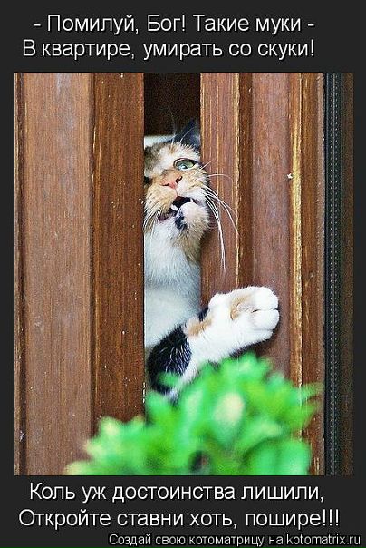 Коля Вапс фото №3