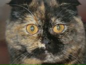 Фотография Шестаевой Ольги