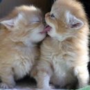 Марія Педько фотография #45 (источник - https://vk.com/id146113100)