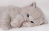 Фотография Железняк Ирины