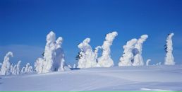 Фотография Лысаковской Елены