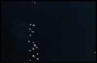 Віка Сивопляс фотография #15 (источник - https://vk.com/id125885607)