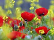 Юлія Кузьмич фотография #39 (источник - https://vk.com/id49447106)