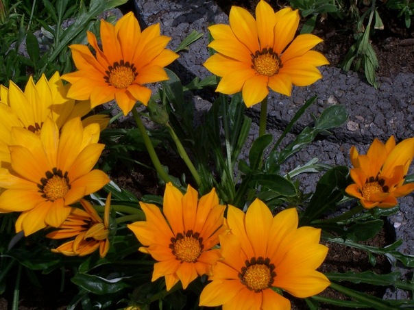 Olga Oconnell фото №28