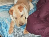 Ростік Худик фотография #37 (источник - https://vk.com/id87017695)