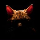 Фотография Новикова Кирилла