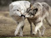 Εлизавета Κоновалова фотография #1