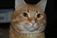 Фотография Батенёв Константин