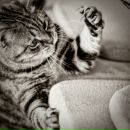 Фотография Дементьева Романа