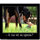 Руслан Кімар фотография #4 (источник - https://vk.com/id139567668)