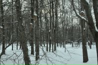 Фотография Соколова Романа