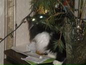 Фотография Мищенко Александра