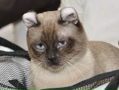 Фотография Рапуто Андрея