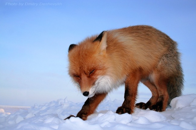 Дмитрий Яценко фотография #30