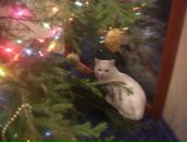 Фотография Коробко Екатерины