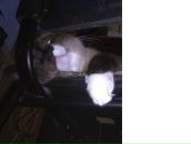 Фотография Моисеева Александра