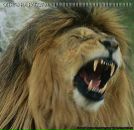 Фотография Ширинкина Артема