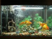 Фотография Зиборов-Дьяк семьи