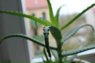 Марк Луценко фотография #35 (источник - https://vk.com/id178658)