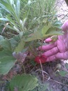 Наталія Хацко фотография #11 (источник - https://vk.com/id124507244)