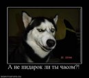 Руслан Пашаєв фотография #5 (источник - https://vk.com/id38958669)