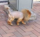 Славік Apokalips фотография #3 (источник - https://vk.com/id25073715)