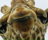 Фотография Панчук Екатерины