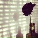 Віра Кікцьо фотография #13 (источник - https://vk.com/id14122980)