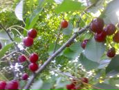 Лідія Лупина фотография #16 (источник - https://vk.com/id150296004)