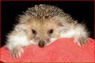 Фотография Царёва Дмитрия