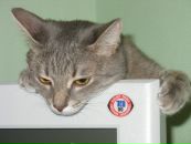 Константин Костин фотография #22 (источник - https://vk.com/id4100683)