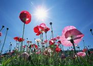 Фотография Гвоздовской Александры