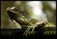 Фотография Гусева Евгения